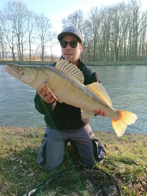 Zander