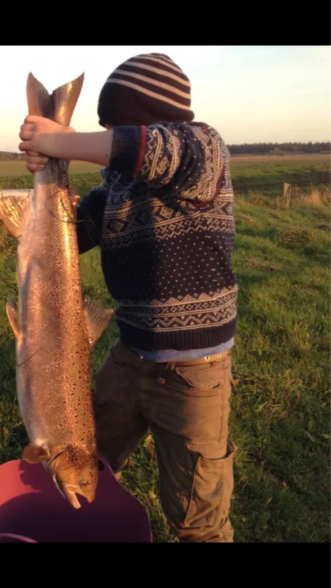 Lachs