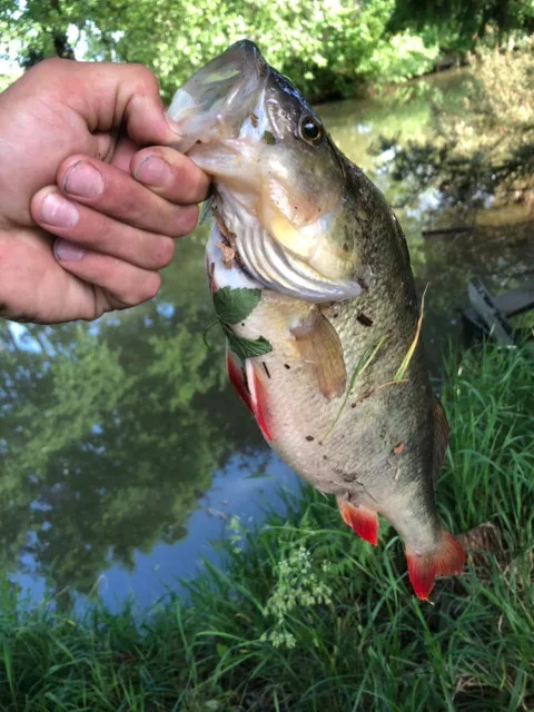 Flussbarsch