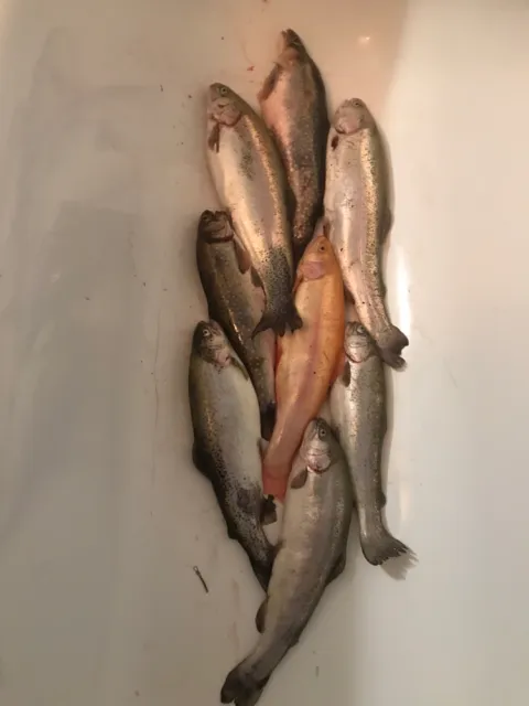 Seesaibling