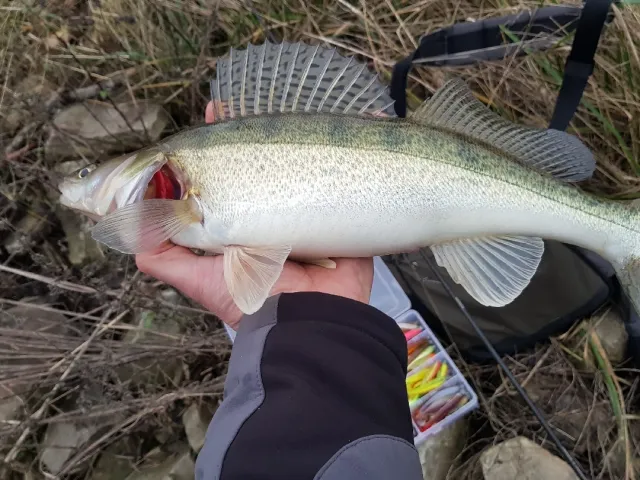 Zander