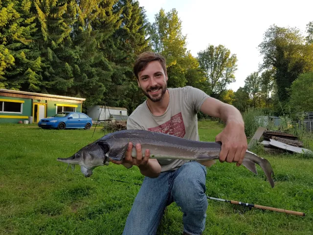 Stör