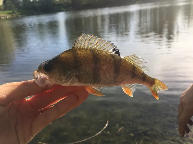 Flussbarsch