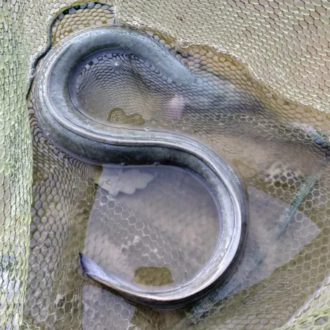 Aal