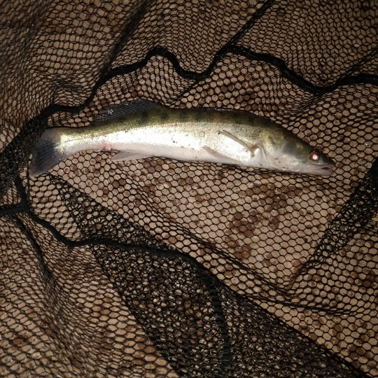 Zander