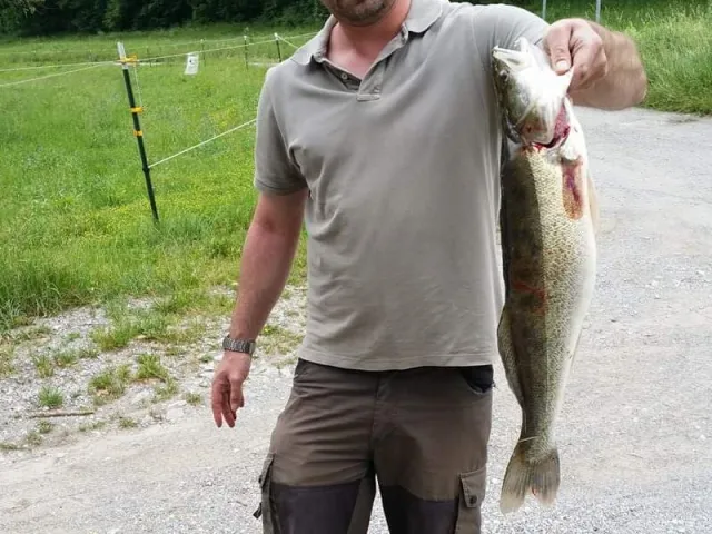 Zander