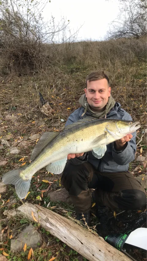 Zander