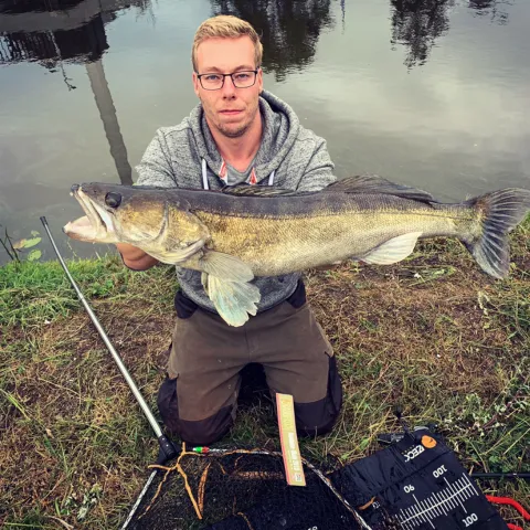 Zander