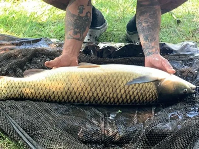 Graskarpfen