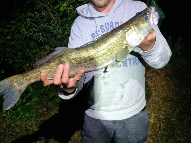 Zander