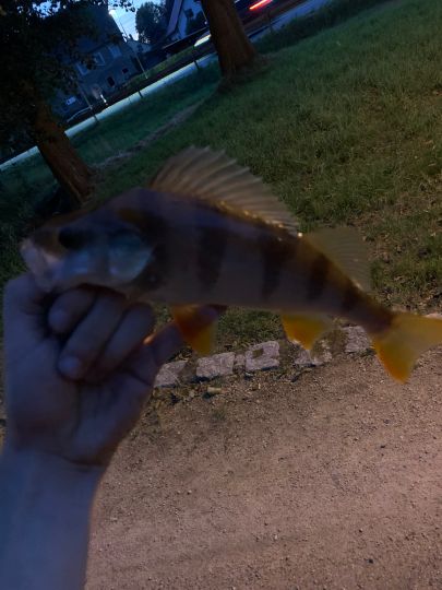 Flussbarsch