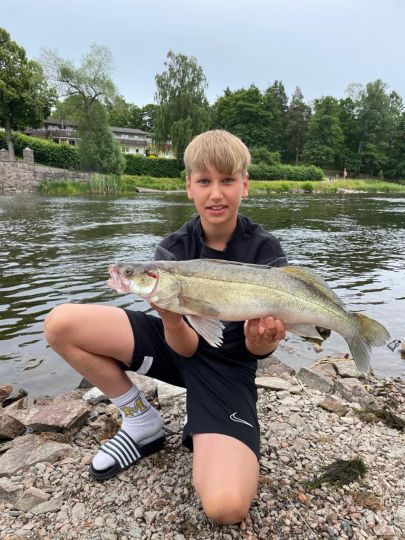 Zander