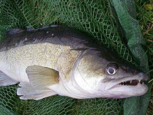 Zander