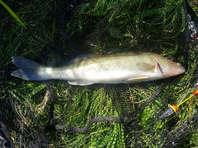 Zander