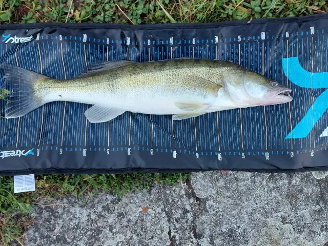 Zander