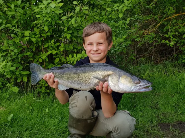 Zander