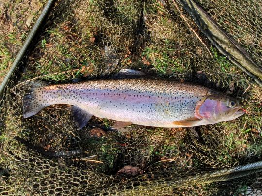 Regenbogenforelle