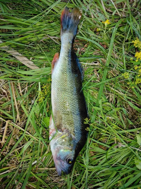 Flussbarsch