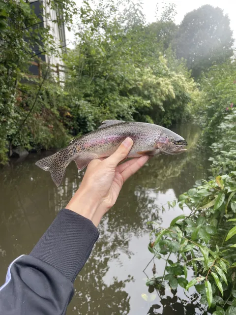 Regenbogenforelle