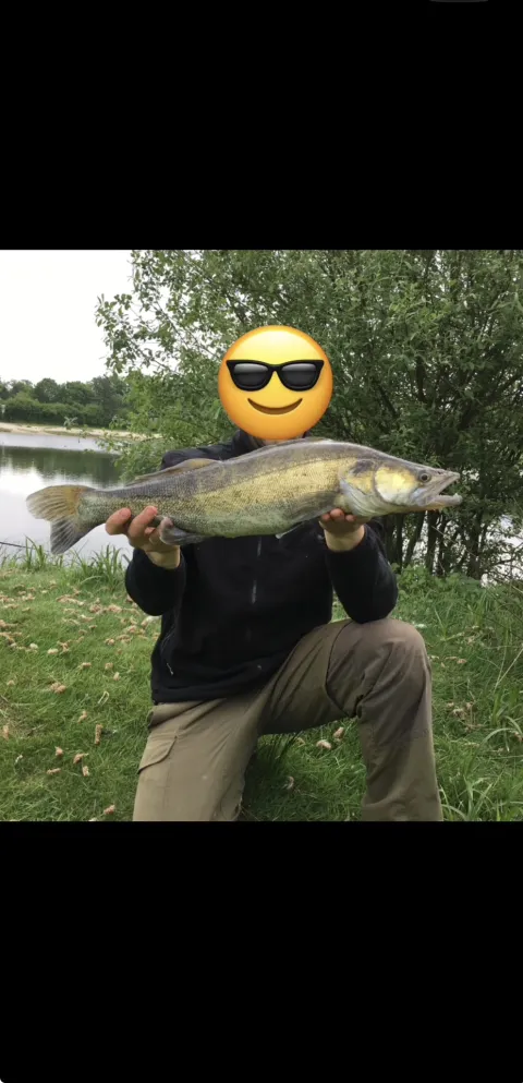 Zander