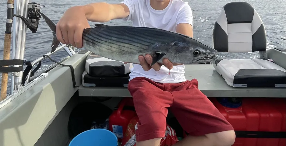 Bonito