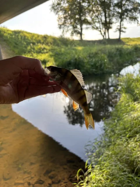 Flussbarsch