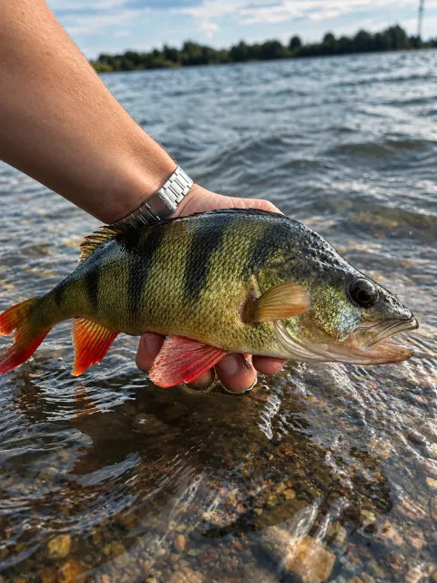 Flussbarsch