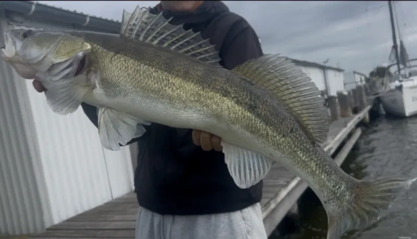 Zander