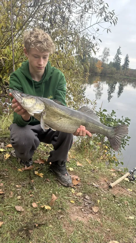 Zander