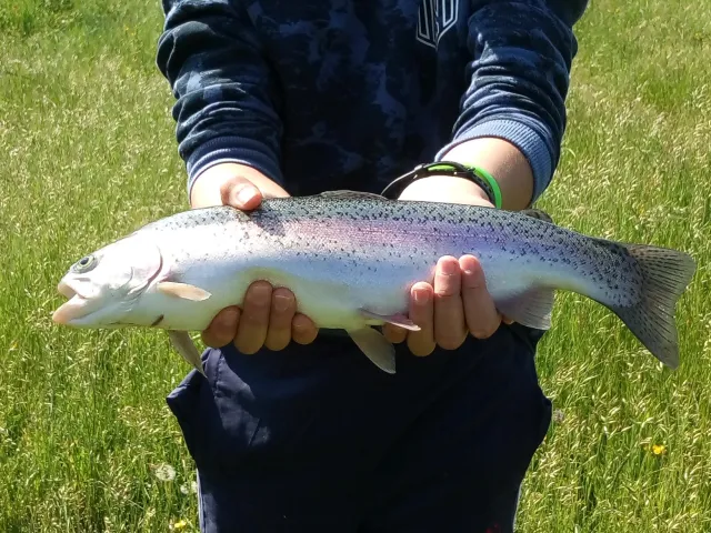 Regenbogenforelle