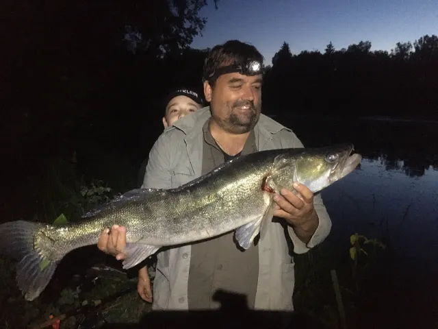 Zander