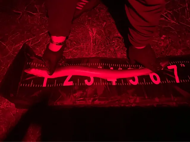 Aal