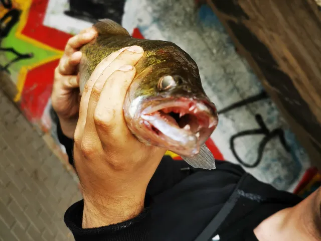 Zander