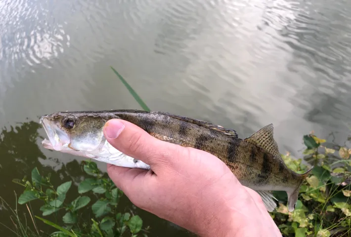Zander