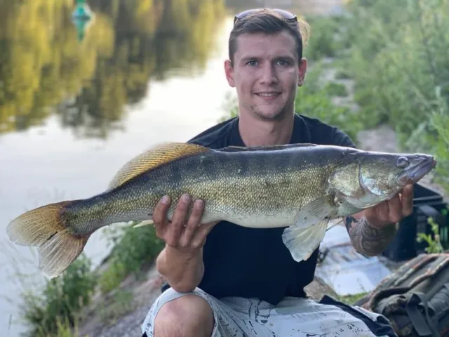 Zander
