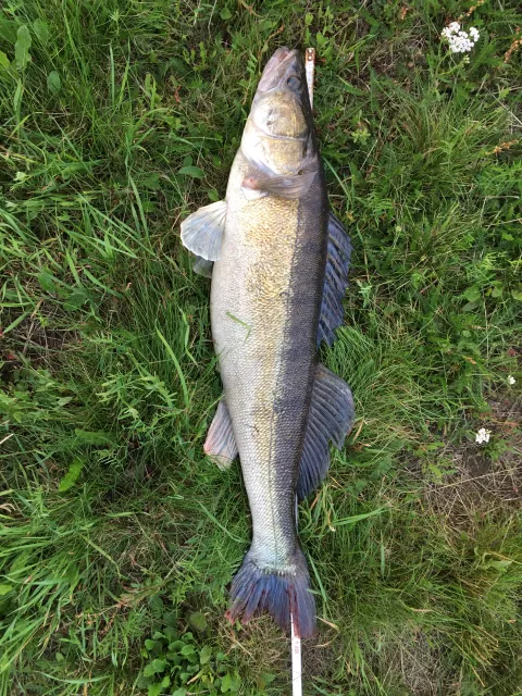 Zander
