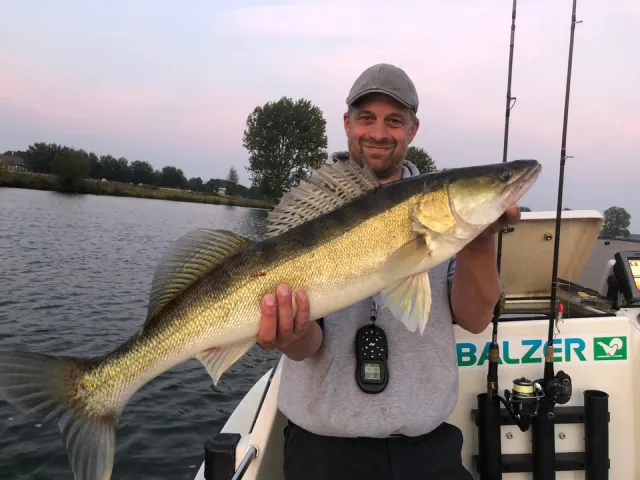 Zander