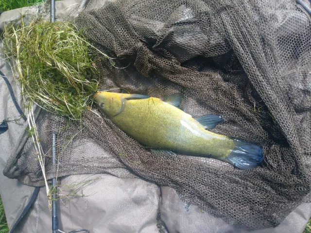 Schleie