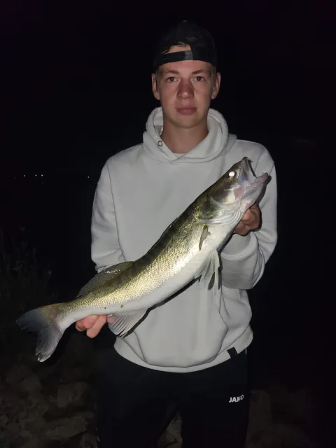 Zander