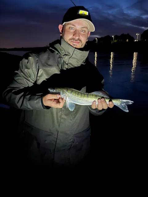 Zander