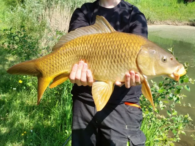 Karpfen