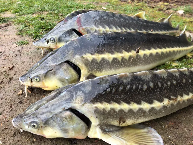 Stör