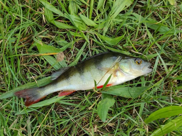 Flussbarsch