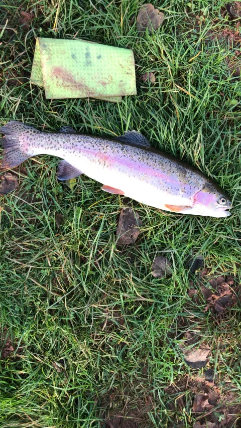 Regenbogenforelle