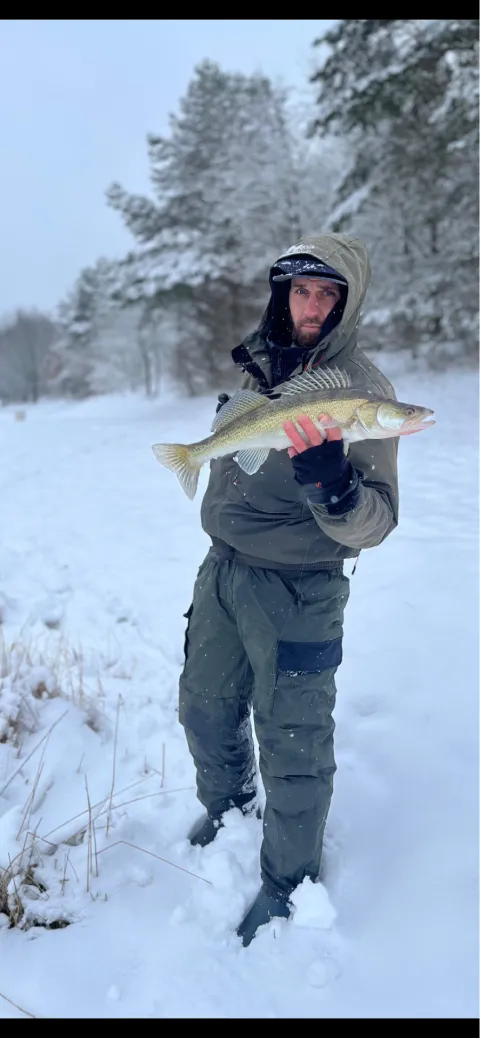Zander