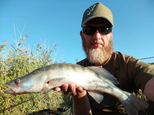 Zander