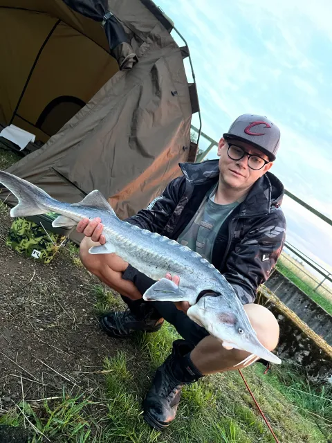 Stör