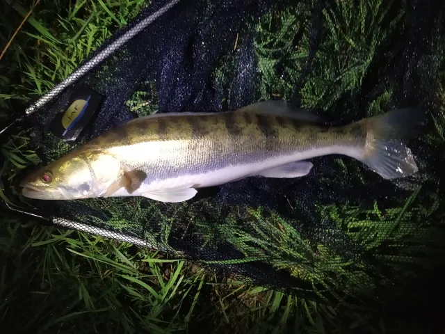Zander