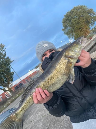 Zander