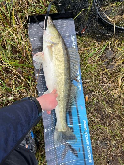 Zander